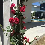 Luxury With Pool For Rent In Izmir Cesme 빌라 *